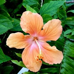 Meet your Posher, Peggy